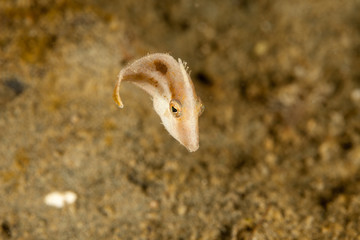 Filefish (Monacanthidae) are a diverse family of tropical to subtropical tetraodontiform marine fish