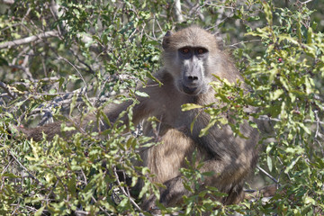 Bärenpavian / Chacma Baboon / Papio ursinus.