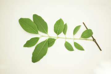 Indian sandalwood - Santalum album Leaves with White Background Isolated