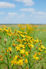 Wild grass with yellow flowers - beautiful summer landscape