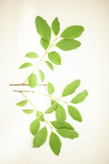 Indian sandalwood - Santalum album Leaves with White Background Isolated