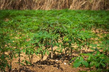 Cassava Landwirtschaft