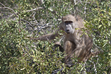 Bärenpavian / Chacma Baboon / Papio ursinus.