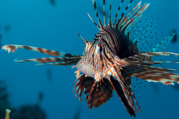 Fototapeta na wymiar Common Lionfish (Turkeyfish, Red Lionfish) - Pterois volitans