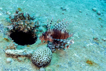 Common Lionfish (Turkeyfish, Red Lionfish) - Pterois volitans
