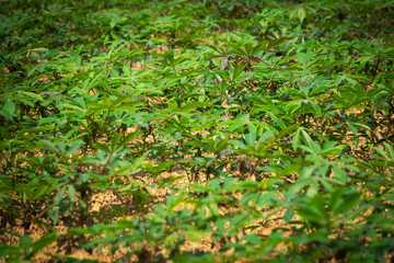 Cassava Landwirtschaft