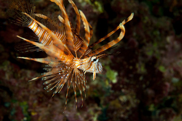 Common Lionfish (Turkeyfish, Red Lionfish) - Pterois volitans