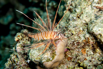 Common Lionfish (Turkeyfish, Red Lionfish) - Pterois volitans