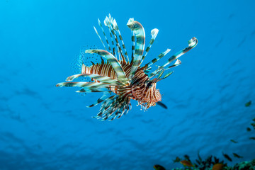 Fototapeta na wymiar Common Lionfish (Turkeyfish, Red Lionfish) - Pterois volitans