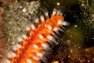 Bearded Fireworm, Hermodice carunculata