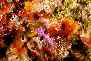 Flabellina affinis