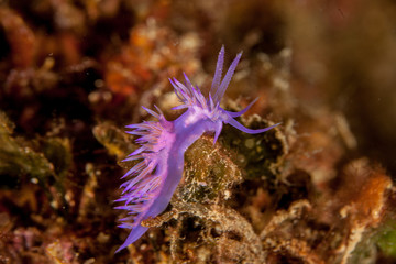 Flabellina affinis
