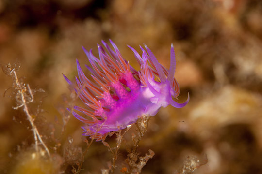 Flabellina affinis