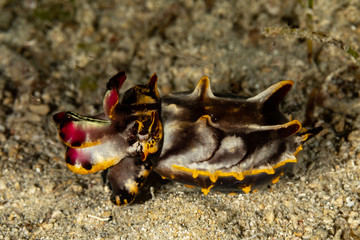 Flamboyant Cuttlefish, Metasepia pfefferi, is a species of cuttlefish occurring in tropical Indo-Pacific waters