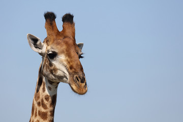 Giraffe / Giraffe / Giraffa Camelopardalis