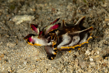 Flamboyant Cuttlefish, Metasepia pfefferi, is a species of cuttlefish occurring in tropical Indo-Pacific waters