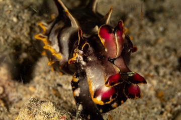 Flamboyant Cuttlefish, Metasepia pfefferi, is a species of cuttlefish occurring in tropical Indo-Pacific waters