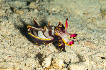 Flamboyant Cuttlefish, Metasepia pfefferi, is a species of cuttlefish occurring in tropical Indo-Pacific waters
