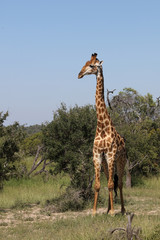 Giraffe / Giraffe / Giraffa Camelopardalis