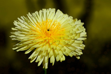 Urospermum, Prickly goldenfleece is a small genus of flowering plants in the dandelion tribe of the...
