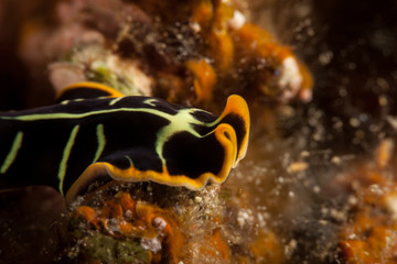 Pseudoceros cf dimidiatus