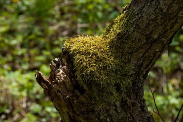 Bark of tree with moss and lichen in Plana mountain Bulgaria