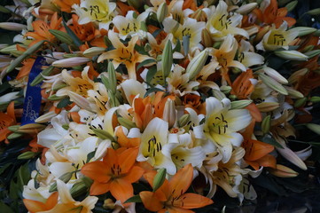 Obraz premium colorful background of flowers