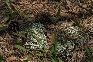 Landscape at Plana mountain region in Bulgaria