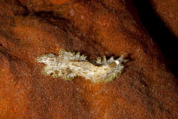 Pseudobiceros kryptos, Flatworm