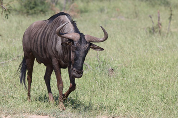 Streifengnu / Blue wildebeest / Connochaetes taurinus