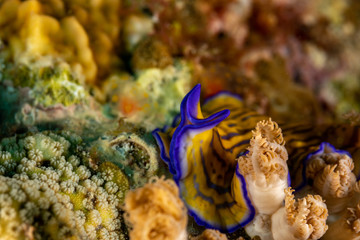 Flatworm, Pseudoceros gravieri, are a phylum of relatively simple bilaterian, unsegmented, soft-bodied invertebrates