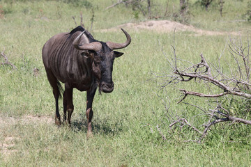 Fototapeta na wymiar Streifengnu / Blue wildebeest / Connochaetes taurinus