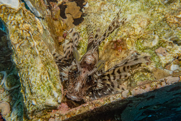 Lion fish in the Red Sea colorful fish, Eilat Israel