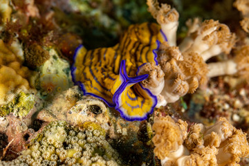 Flatworm, Pseudoceros gravieri, are a phylum of relatively simple bilaterian, unsegmented, soft-bodied invertebrates
