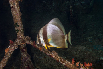 Spadefish, Batfish - Ephippidae