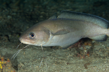 Forkbeard, Phycis phycis,is a species of phycid hakes