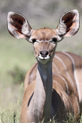 Fototapeta premium Großer Kudu / Greater Kudu / Tragelaphus strepsiceros.