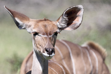 Großer Kudu / Greater Kudu / Tragelaphus strepsiceros.