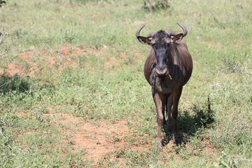 Streifengnu / Blue wildebeest / Connochaetes taurinus