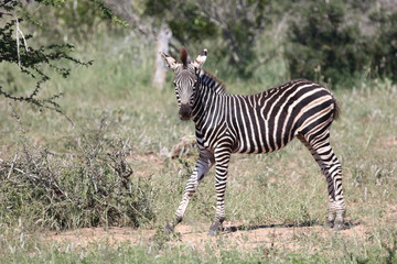 Steppenzebra / Burchell's Zebra / Equus burchellii...