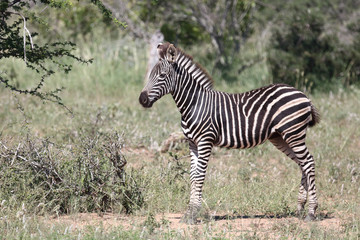 Steppenzebra / Burchell's Zebra / Equus burchellii...