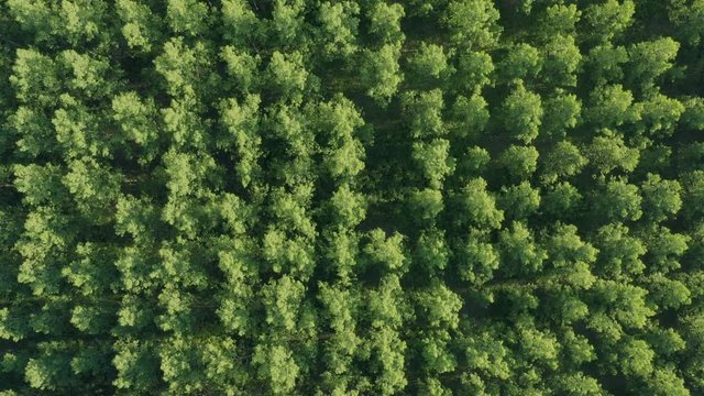 Aerial top view of cottonwood populus green forest in summer
