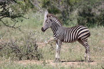 Steppenzebra / Burchell's Zebra / Equus burchellii...