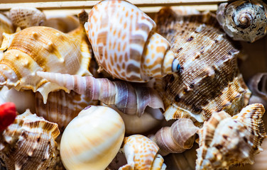 Marine themes concept