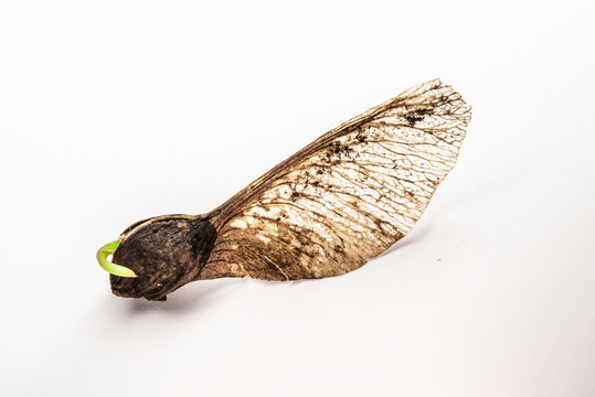 Ahornpropeller mit keim
