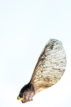 Ahornkeim
