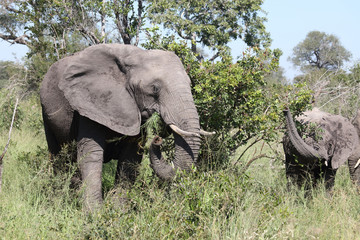 Afrikanischer Elefant / African elephant / Loxodonta africana
