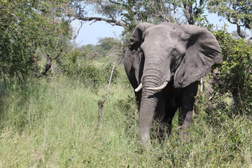 Obraz premium Afrikanischer Elefant / African elephant / Loxodonta africana