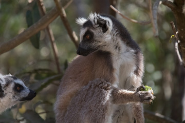 lemur