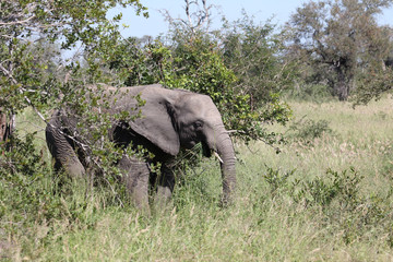 Afrikanischer Elefant / African elephant / Loxodonta africana